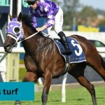 Le Boss Turf Rising As A Premier Destination
