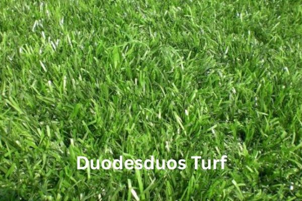 Duodesduos Turf