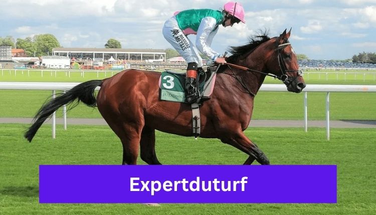 Expertduturf: Guide To Online Turf Betting Platform